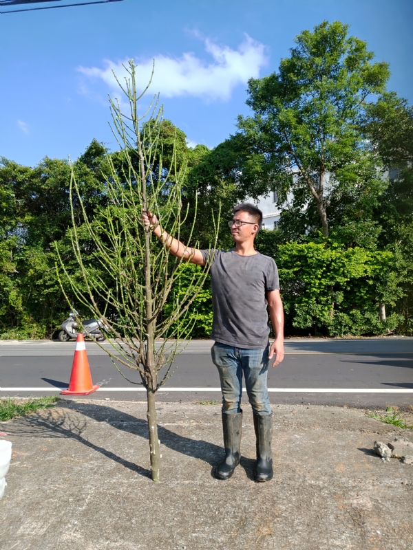 jeff的第二张照片--福建王婆说媒